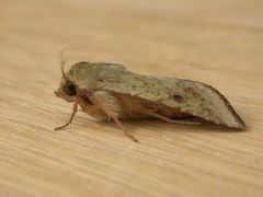 Australothis rubrescens