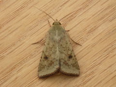 Australothis rubrescens