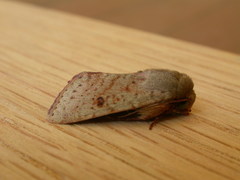 Australothis rubrescens