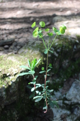Euphorbia amygdaloides
