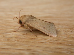 Australothis rubrescens