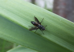 Stevenia triangulata