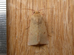 Australothis rubrescens