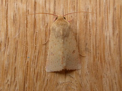 Australothis rubrescens