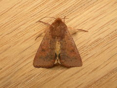 Australothis rubrescens