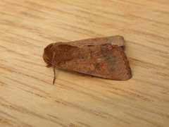 Australothis rubrescens