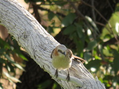 Turdoides gymnogenys