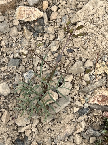 Idaho Biscuitroot (Lomatium idahoense)