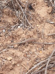 Uta stansburiana uniformis