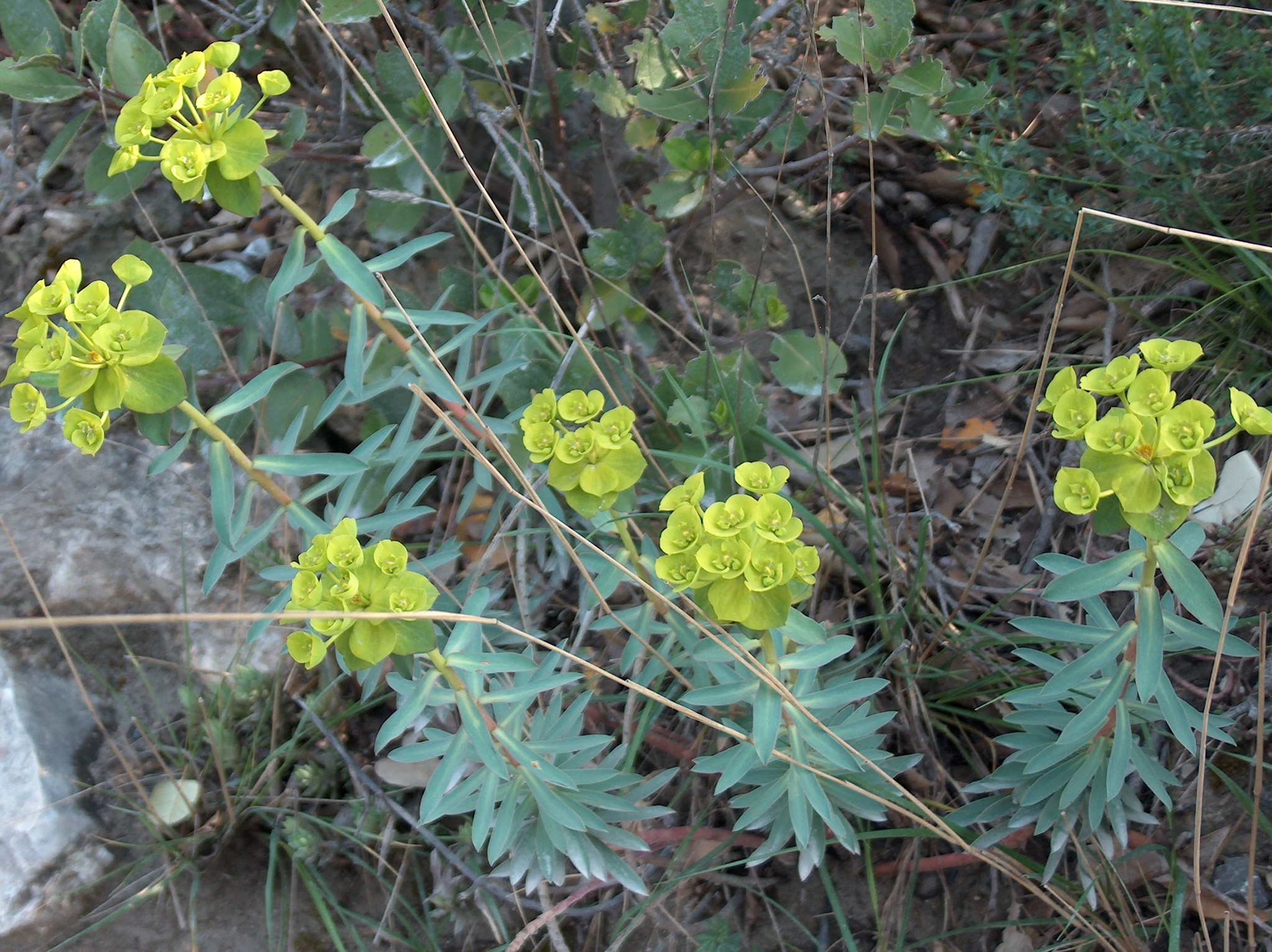 Euphorbia nicaeensis