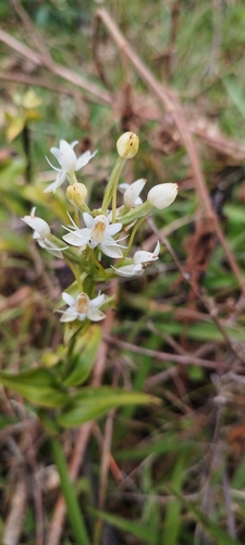 Image of Habenaria monorrhiza by (c) Sofía García, some rights reserved (CC BY)