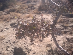 Malacomeles denticulata