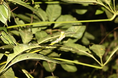 Bavayia
