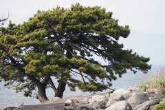 Pinus thunbergii