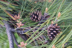 Pinus thunbergii