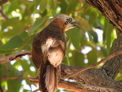 Turdoides gymnogenys