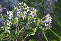 Raphanus sativus raphanistroides