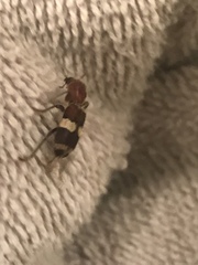 Enoclerus quadrisignatus