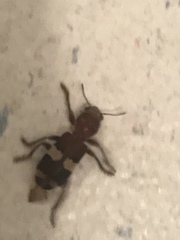 Enoclerus quadrisignatus