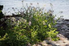 Raphanus sativus raphanistroides