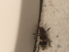 Enoclerus quadrisignatus