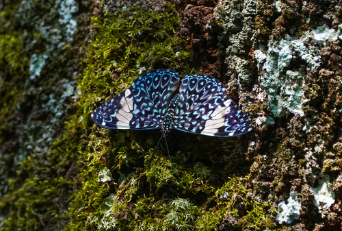 Red Cracker photo 4
