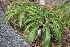 Arisaema thunbergii urashima