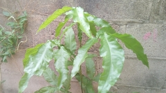 Melicoccus bijugatus