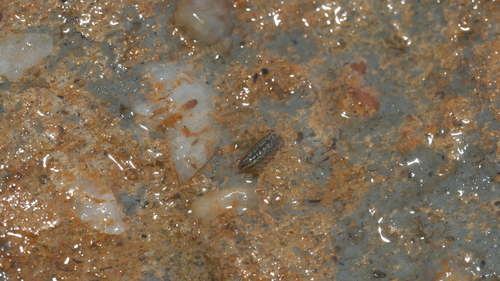 Eastern Saltmarsh Woodlouse photo 4