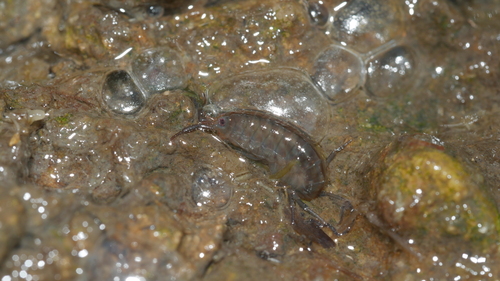 Insularorchestia monodi