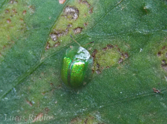 Plagiometriona herbea