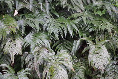 Arachniodes aristata