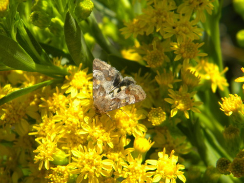 Spinose Flower Moth photo 4