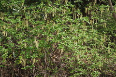 Stachyurus praecox