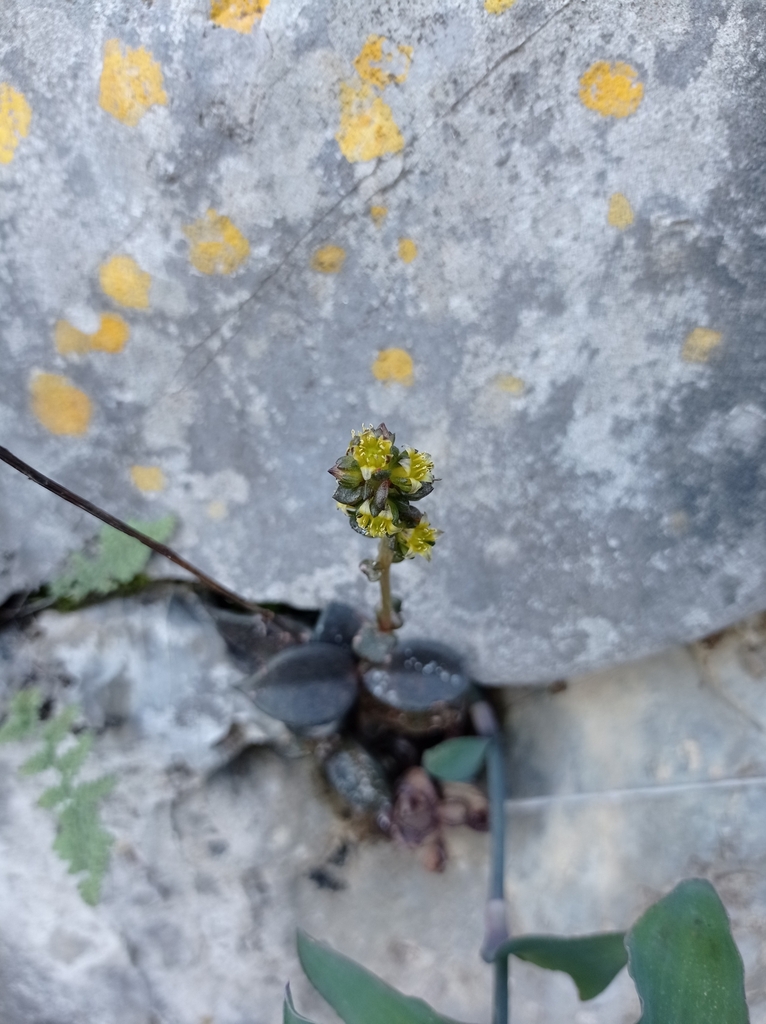 Lenophyllum latum