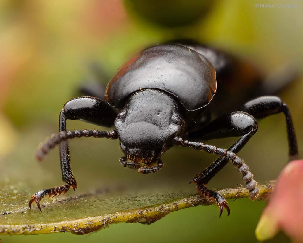 Nycterinus