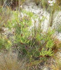 Paranomus abrotanifolius