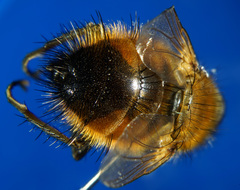 Tachina lurida