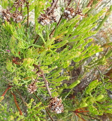 Paranomus abrotanifolius