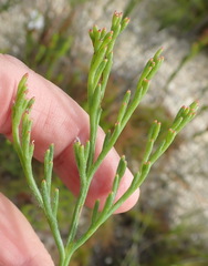 Paranomus abrotanifolius