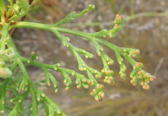 Paranomus abrotanifolius