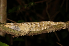Rhacodactylus leachianus