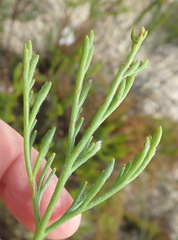 Paranomus abrotanifolius