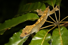 Correlophus ciliatus