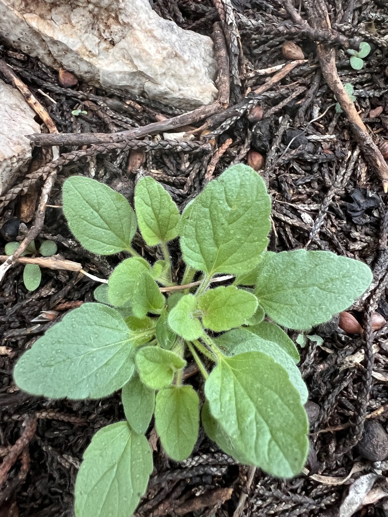 Drummond's skullcap from Strawn, TX, US on November 19, 2023 at 11:34 ...