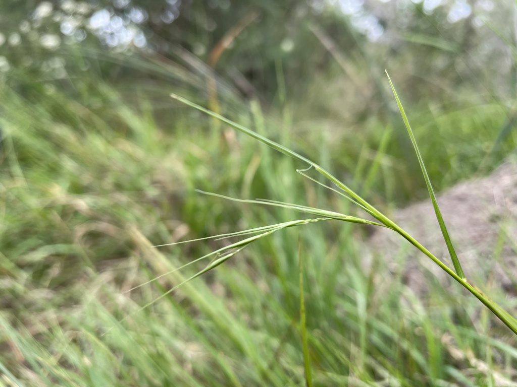 Weeping-grass from Mount Martha Public Park, Mount Martha, VIC, AU on ...