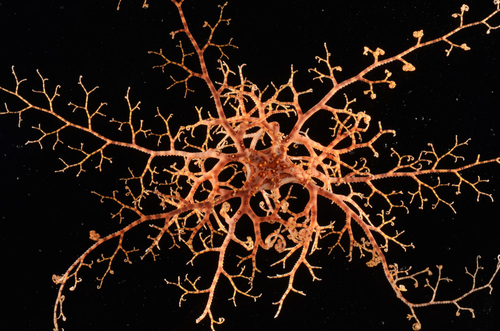Giant Basket Star