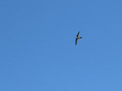 Aeronautes andecolus