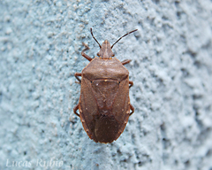 Tibraca limbativentris