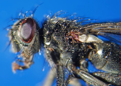 Periscepsia carbonaria